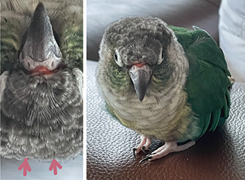 まちなか動物園　トリ